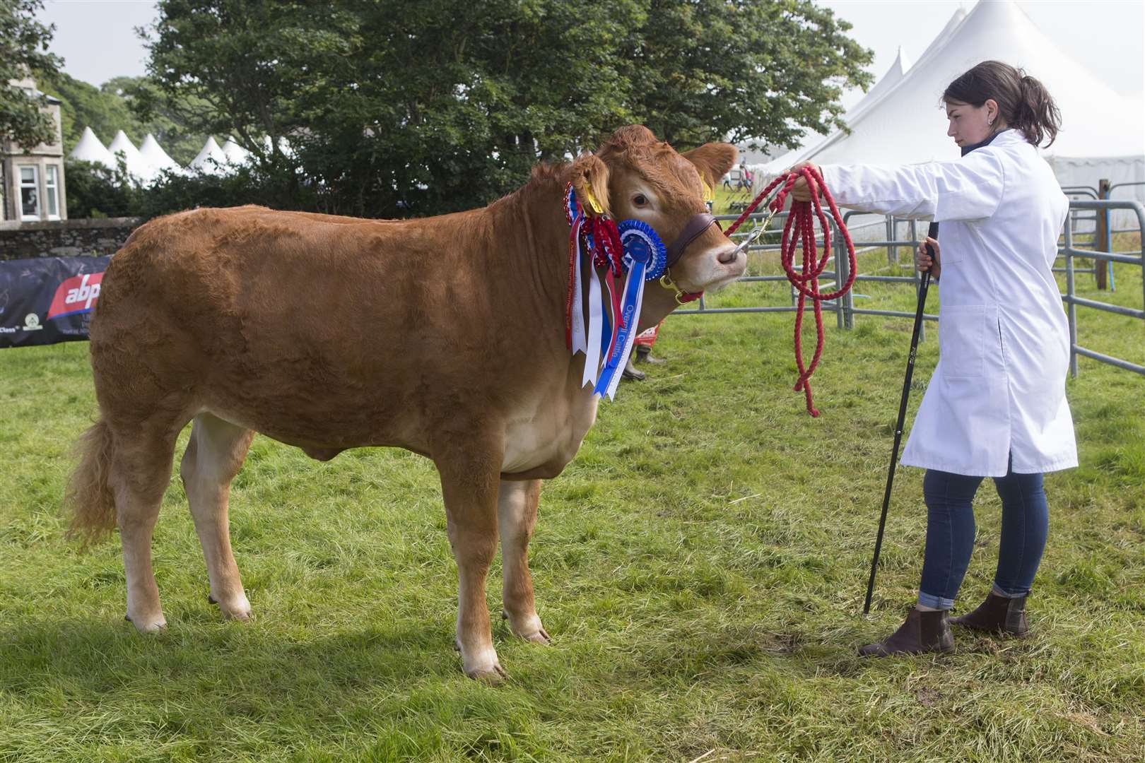 Lauren Oag with the reserve supreme cattle champion and continental champion, owned by her father Gary Oag, Achiebeg Farm, Shebster. Brims Tessa is a 13-month-old cross Limousin heifer by Wilodge Cerberus. Picture: Robert MacDonald / Northern Studios