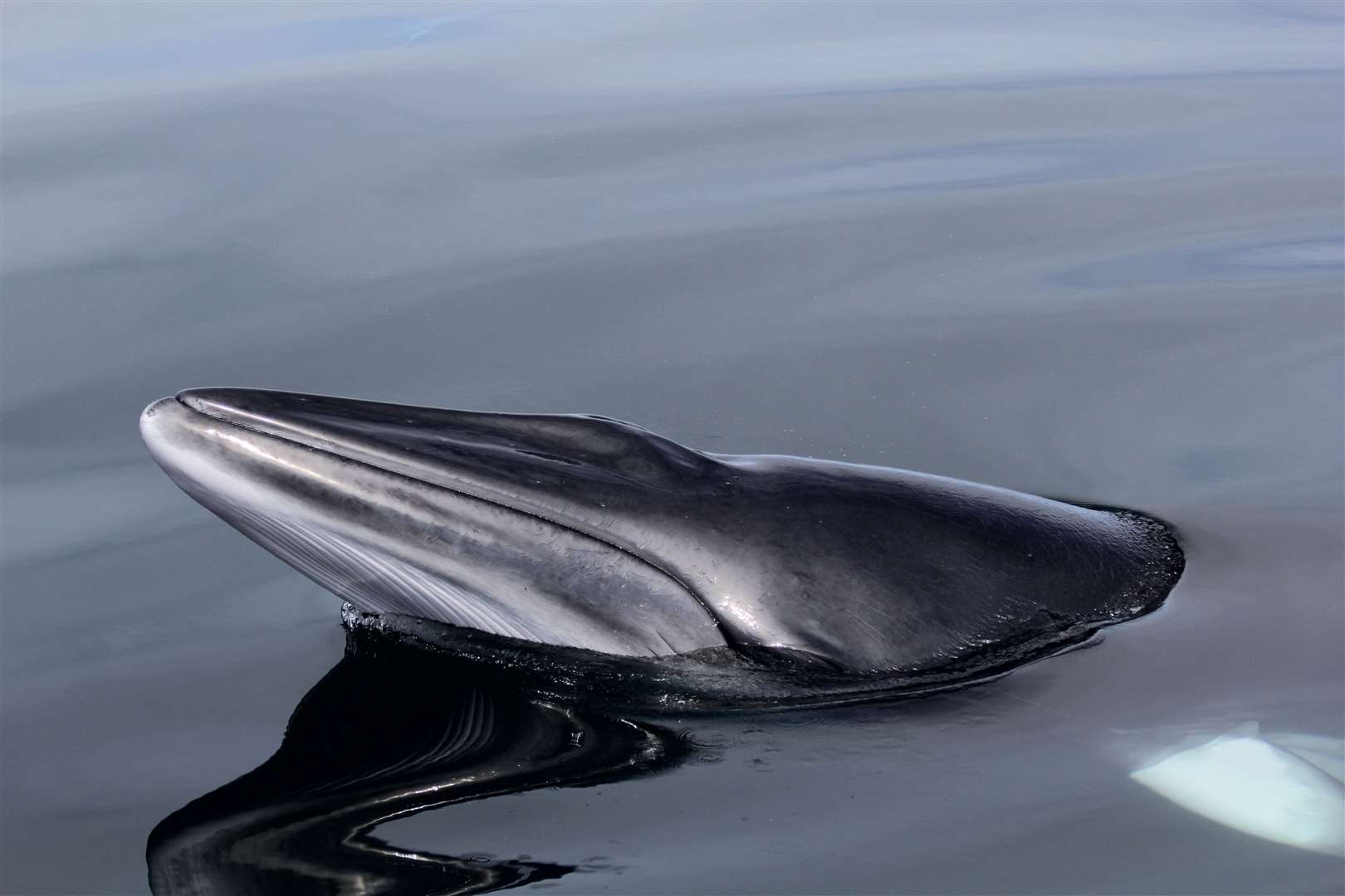 Observațiile vieții marine, cum ar fi minke, pot fi făcute prin aplicația Whale Track.  Imagine: HWDT