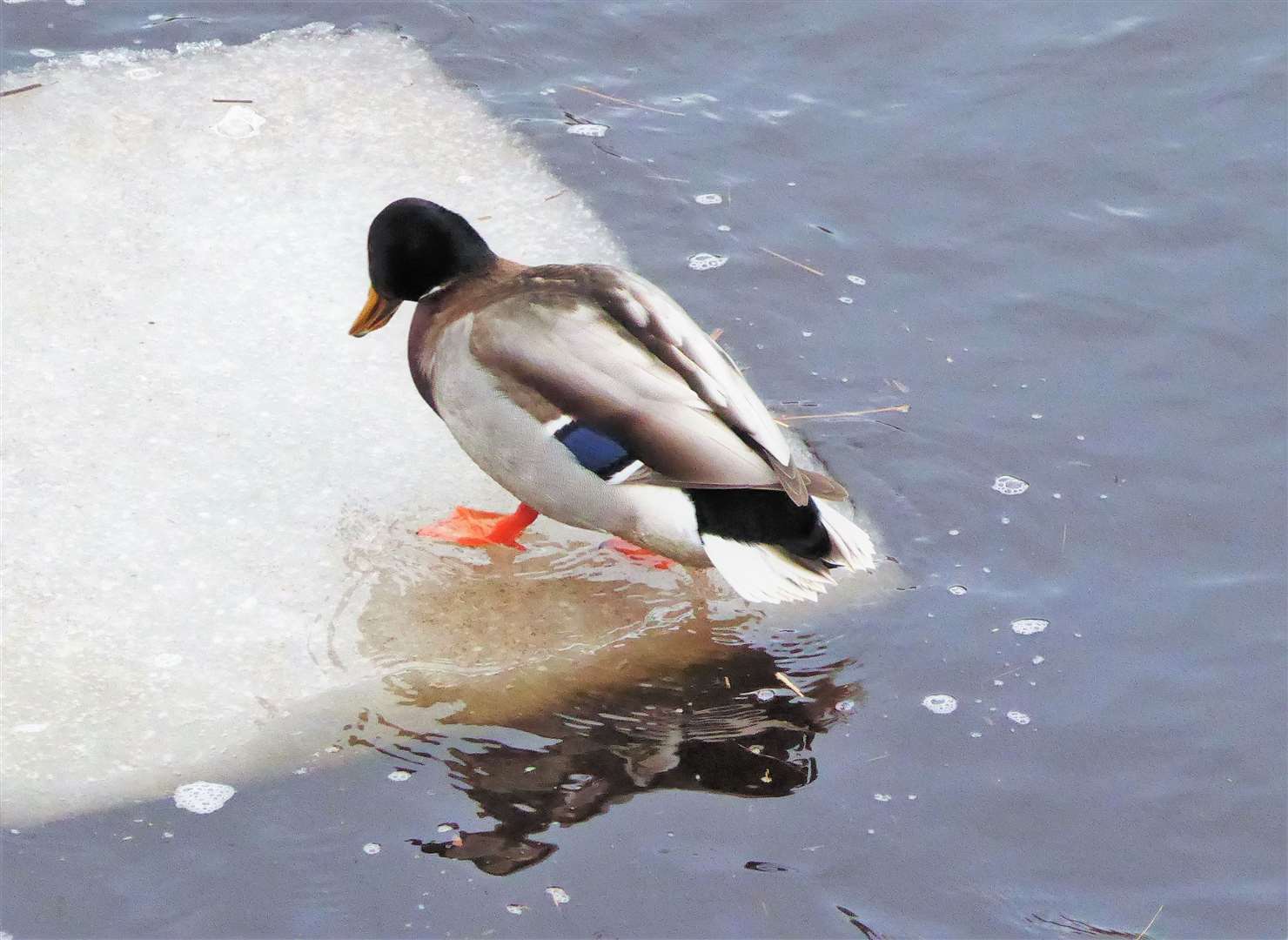 This mallard duck seems a bit unsure as he tries to access one of the ice blocks on Wick river yesterday. Pictures: DGS