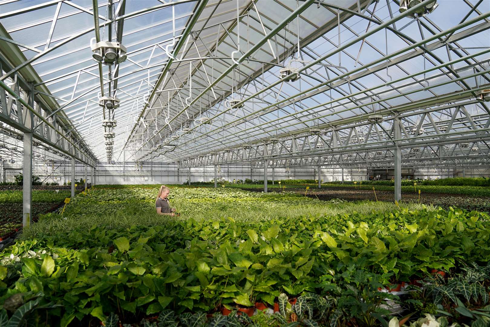 Bury Lane produces more than 500,000 houseplants per year (Joe Giddens/PA)