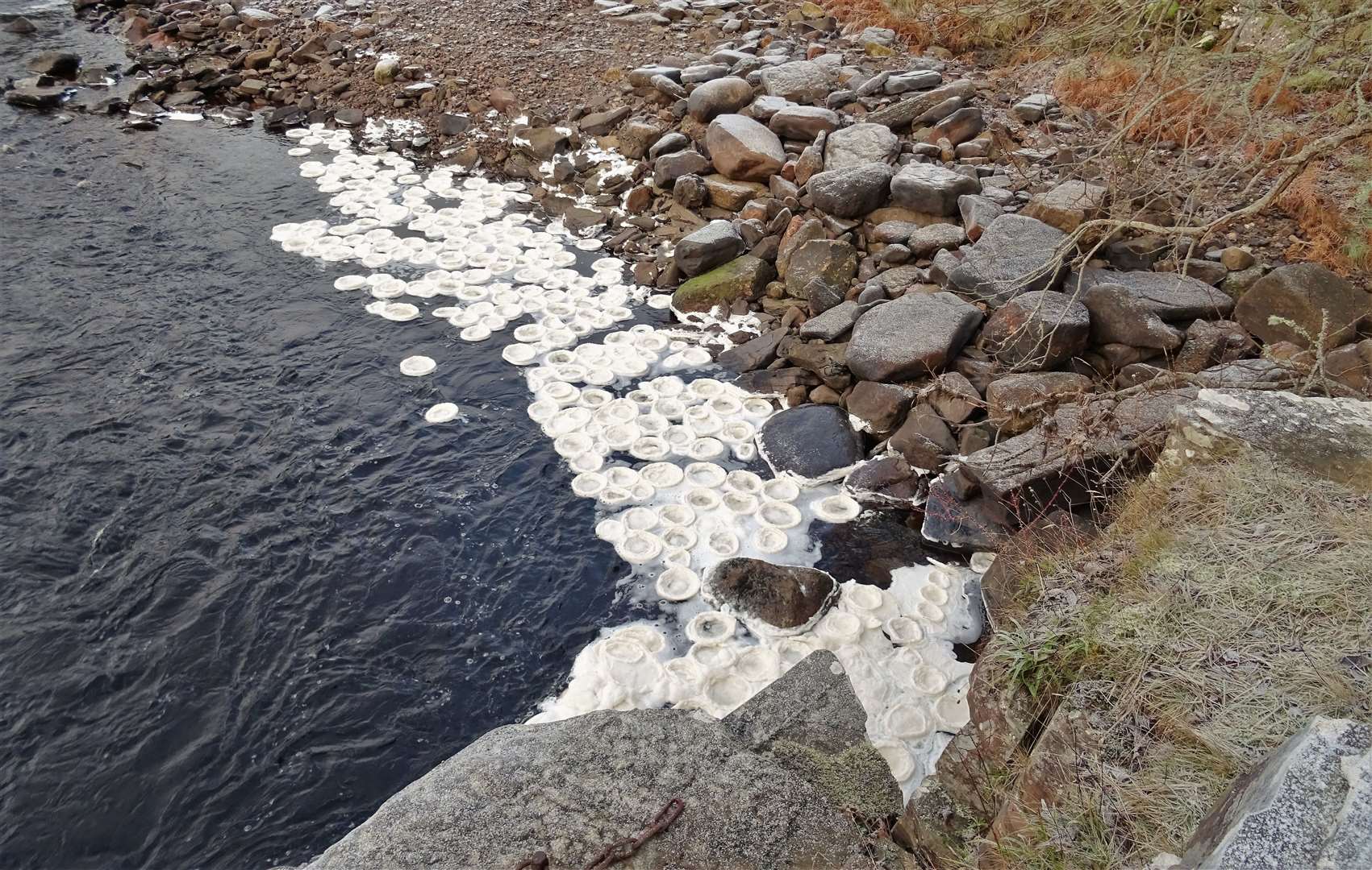 Dozens of the icy discs lie at the side of Dunbeath Water near a bridge.