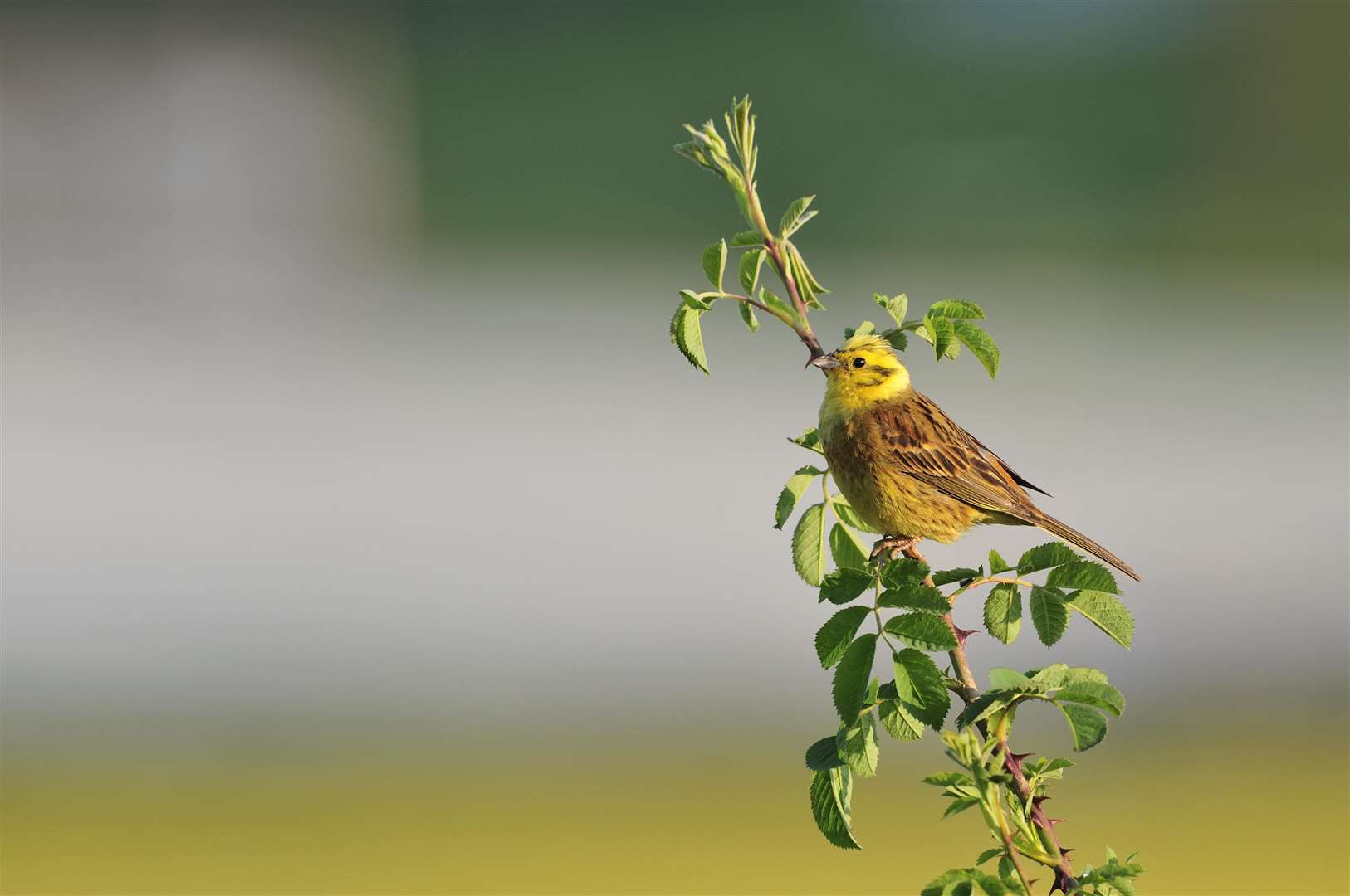 A yellowhammer perching on a hawthorn hedge. Picture: Scottish Natural Heritage / Lorne Gill