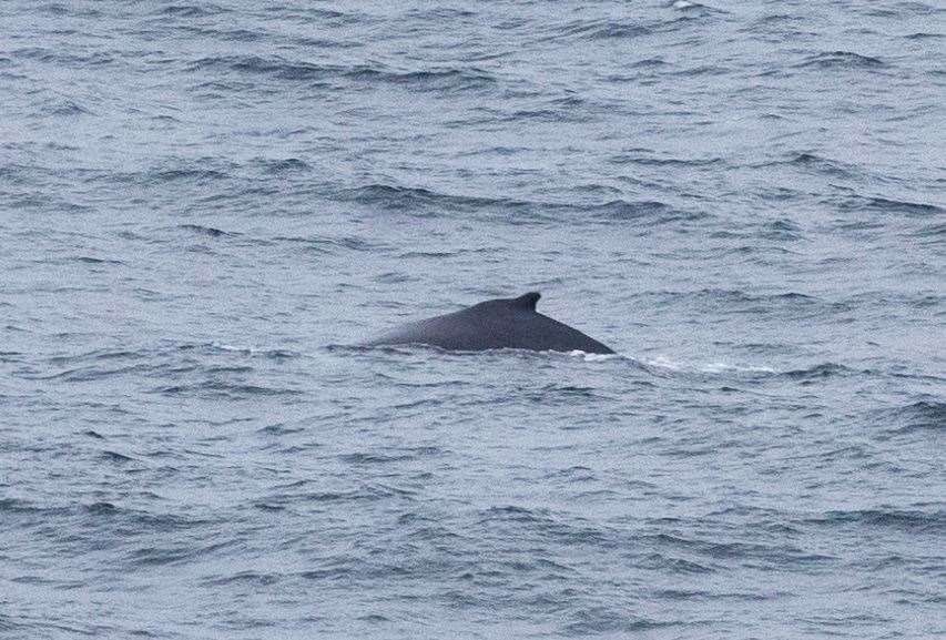 A humpback whale passing Dunnet Head, having originally been spotted near Gills by Jackie Osborn. Picture: Karen Munro