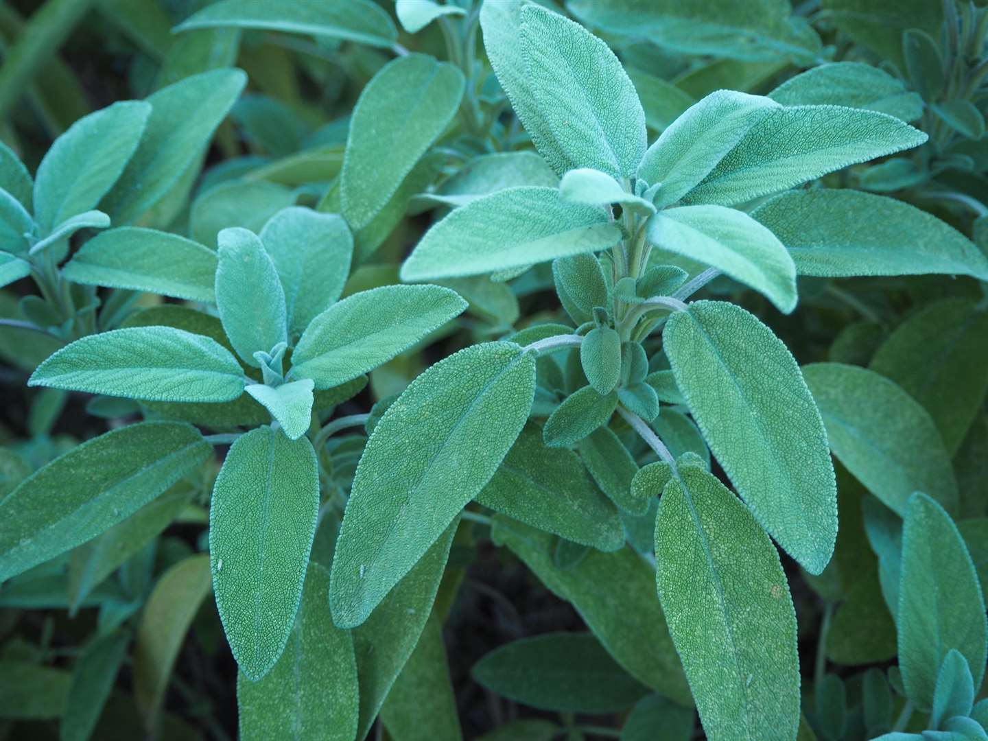 Sage is well known for its culinary and medicinal uses.