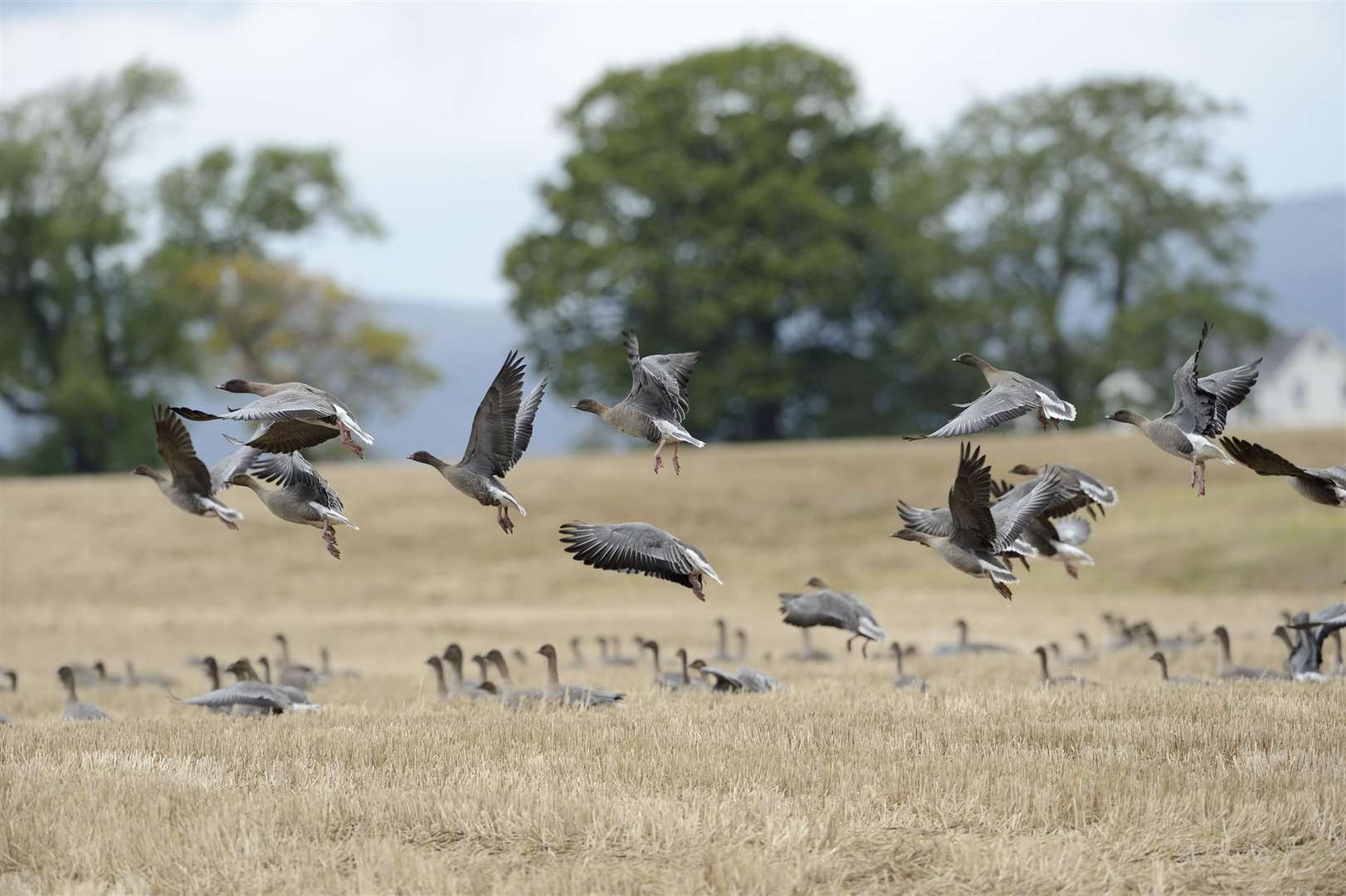 Pink-footed geese.