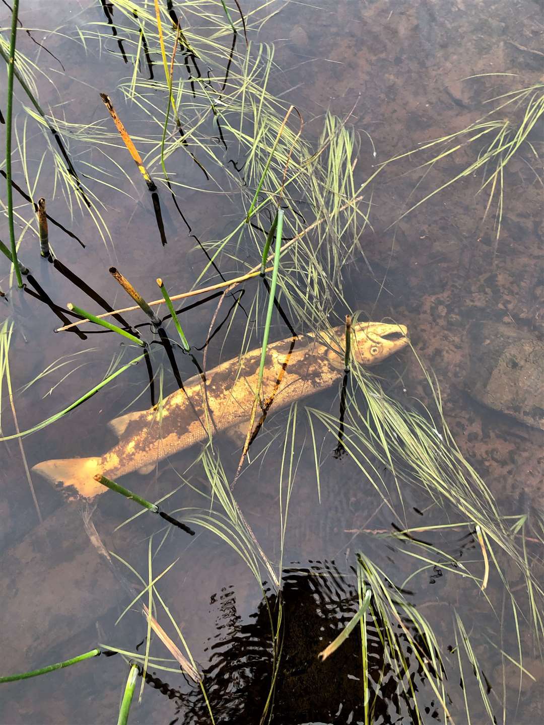 One of the dead fish found in Wick River near Newfield Farm, Milton.