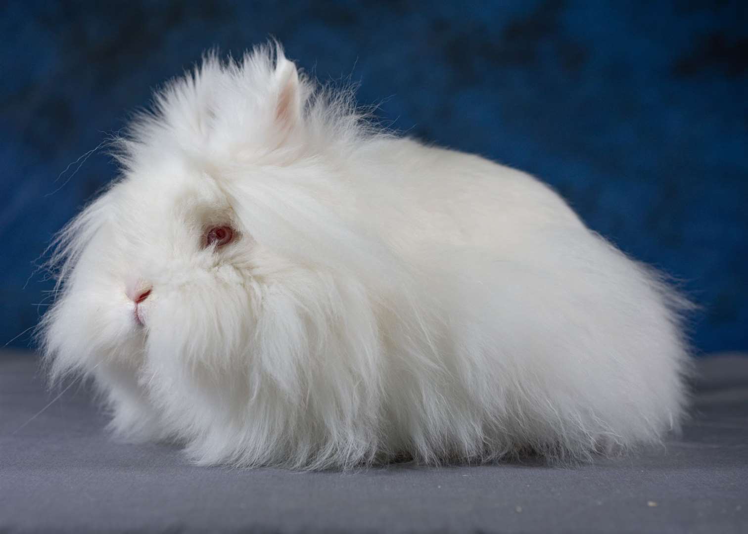 Cirrus, a lionhead owned by Maureen Thomson, which won best of breed lionhead and second in ladies' fancy. Picture: Simon Beynon