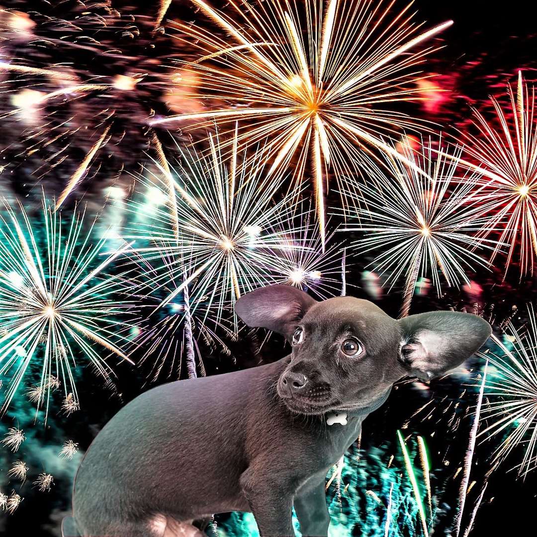 Dogs can find fireworks very stressful.