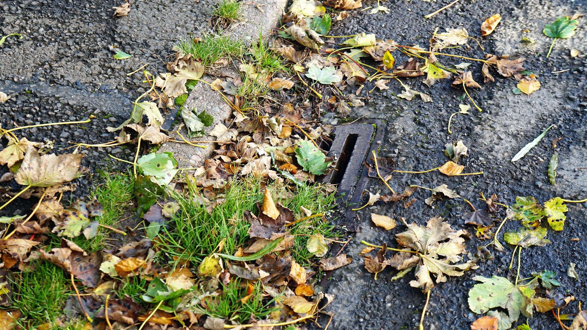 This drain on Banks Road in Watten has become choked with weeds. Picture: DGS