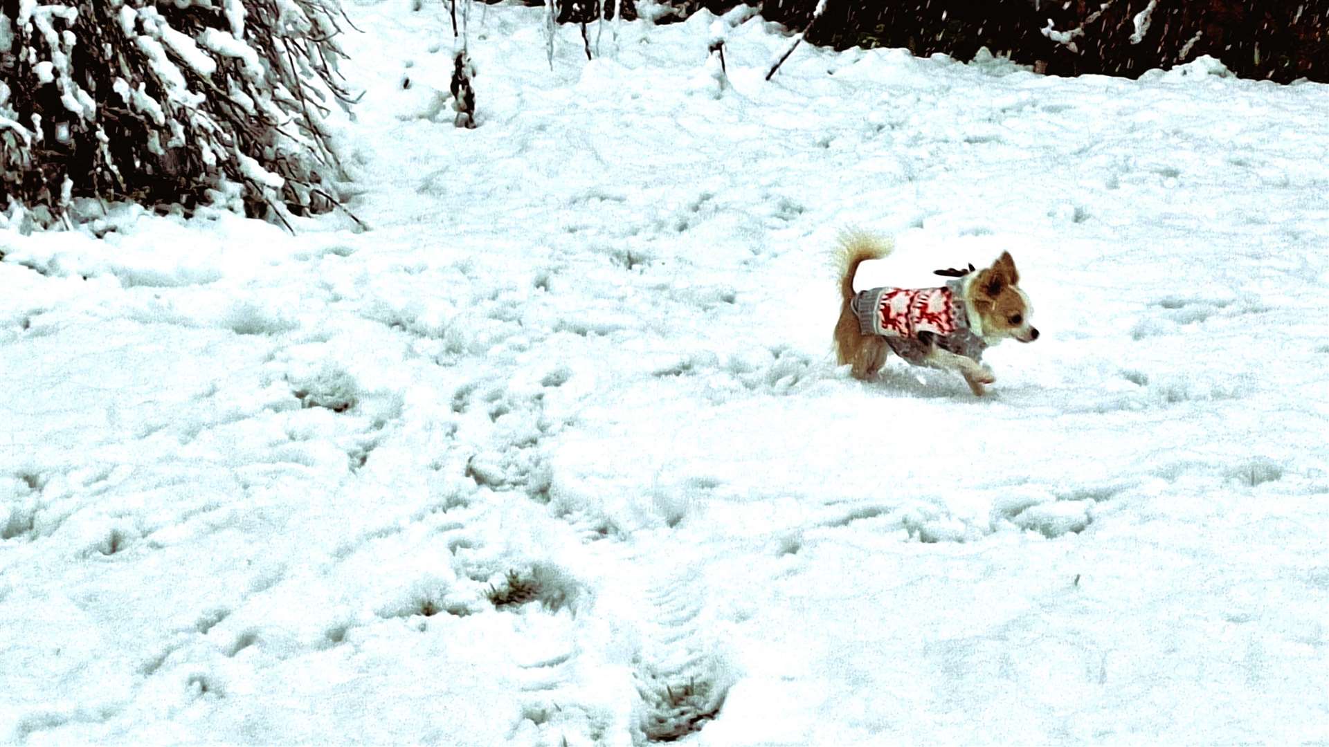 Bean the Chihuahua plays in the snow. Picture: DGS