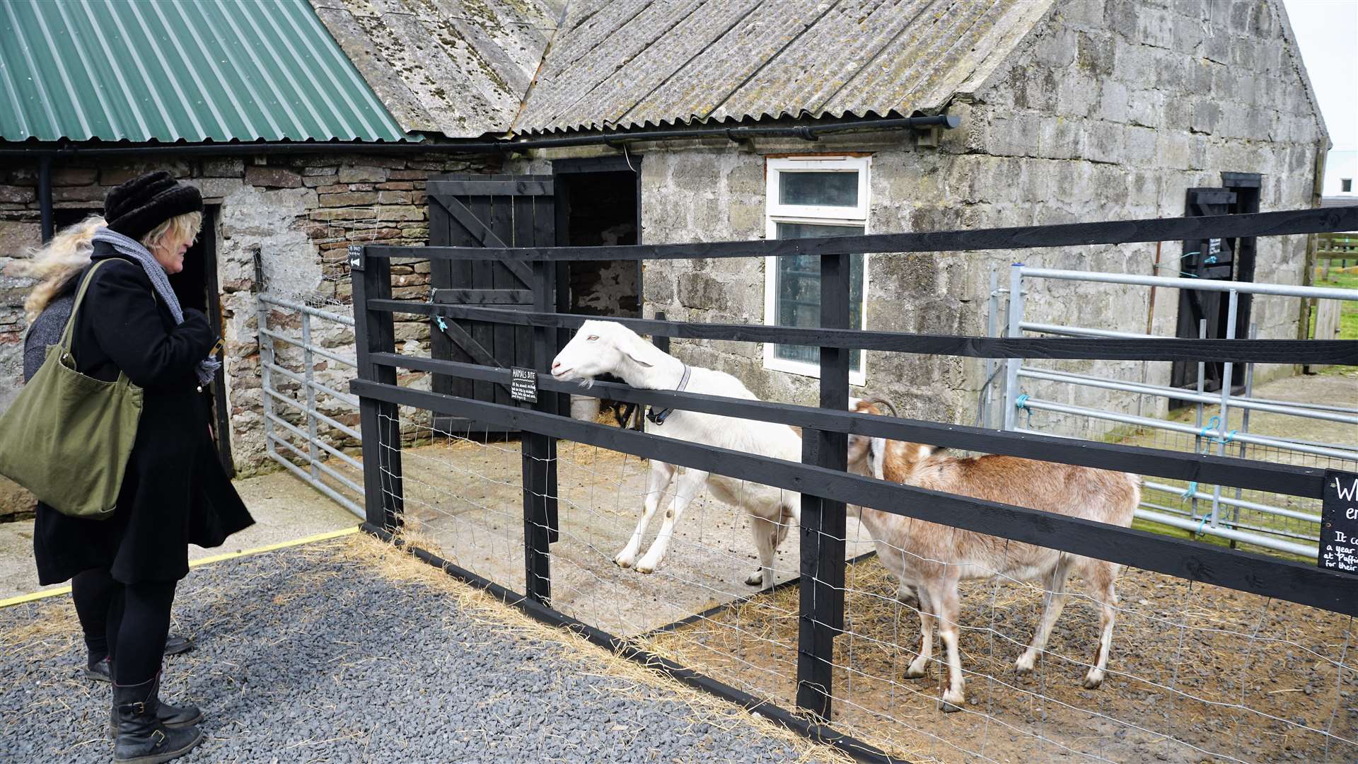 Friendly goats at Puffin Croft. Picture: DGS