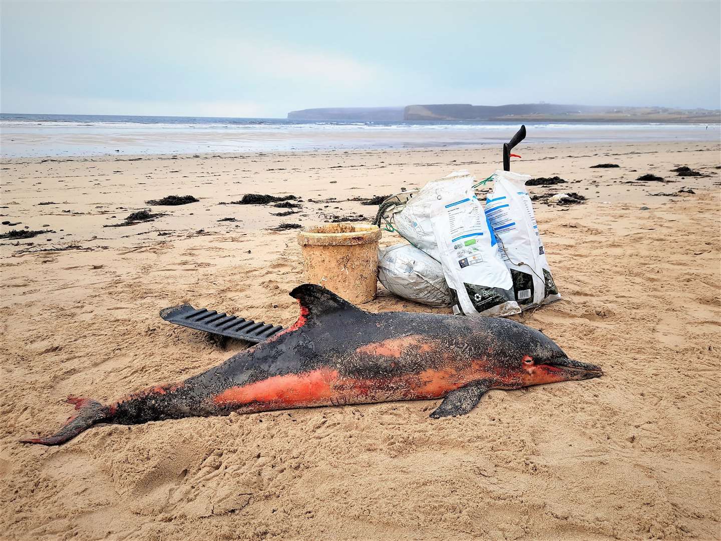 The sad sight of a short beaked common dolphin found dead at Dunnet recently. Dorcas has used a picture of the dolphin for the cover image of Caithness Beach Cleans Facebook group with a warning about how plastics can affect marine creatures.