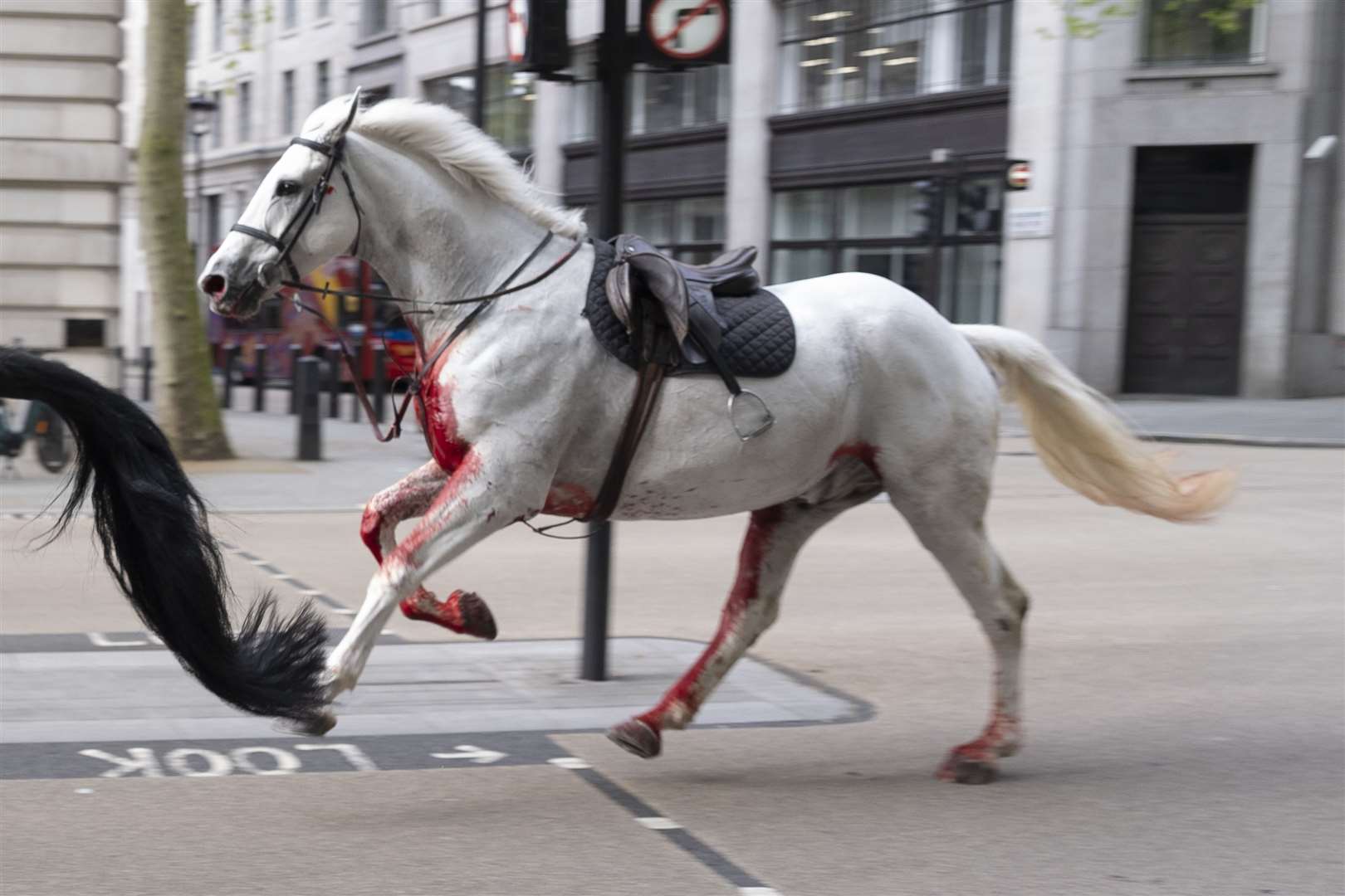 Household Cavalry horse Vida on the loose through the streets of London near Aldwych (Jordan Pettitt/PA) 
