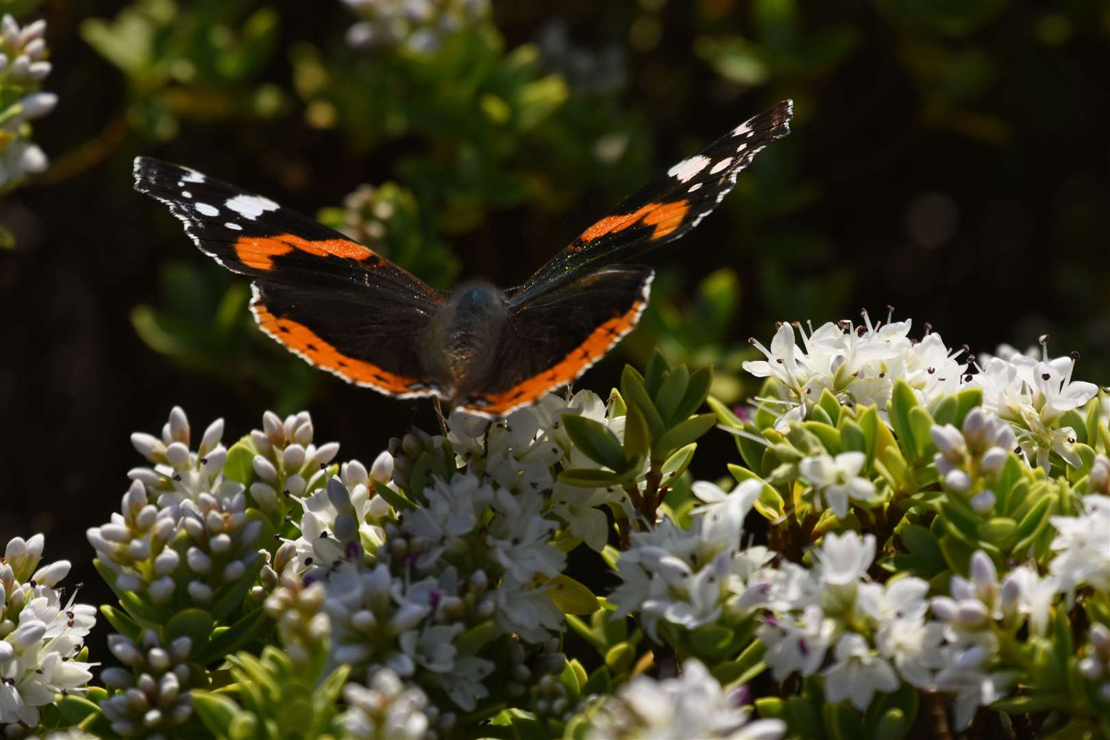 Butterflies were absent from this Hebe bush in 2022 but they were back in force this time round, says Noel Donaldson.