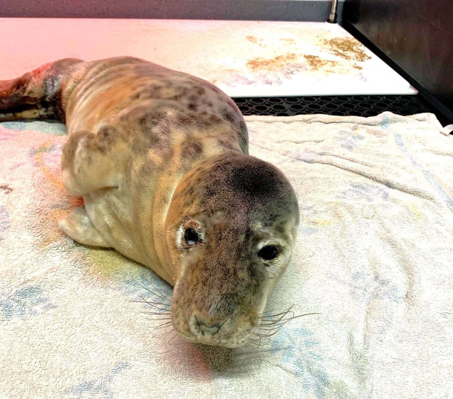 Jan is under the care of Caithness Seal Rehab and Release and is doing well thanks to the generosity of local people and companies like Jack's Flooring in Wick.