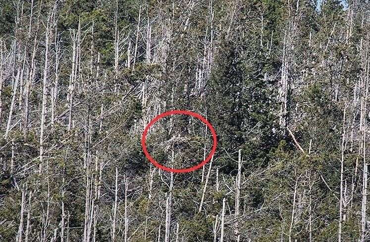 The birds can be seen in the nest in this picture taken during the summer. It is illegal to disturb a nesting osprey.