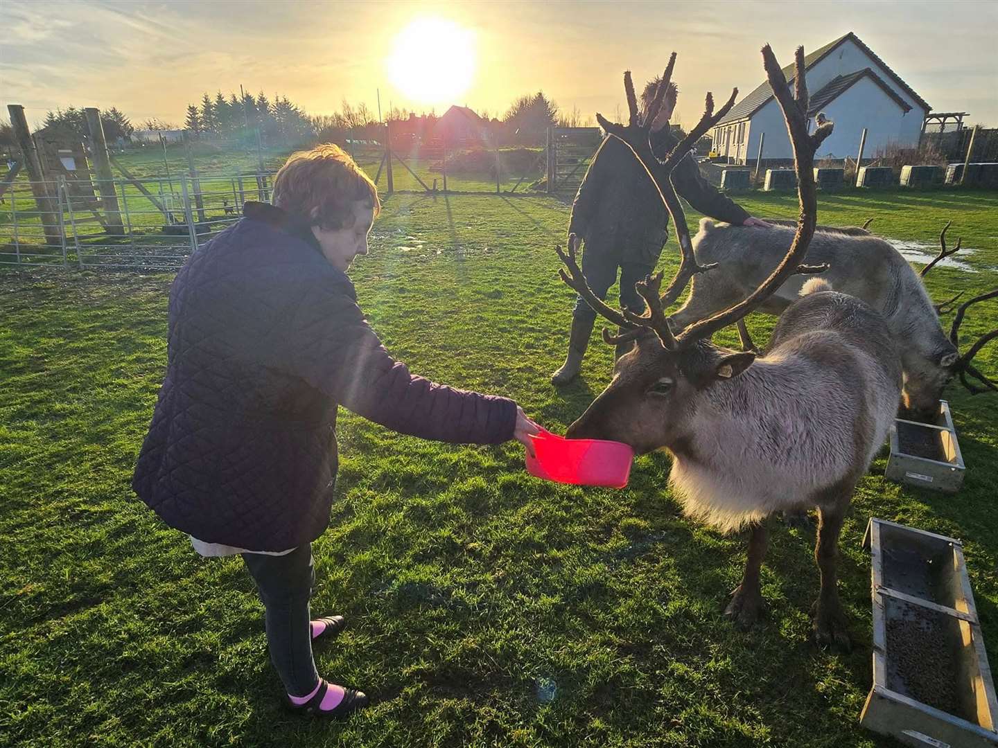 Pentland View resident Nancy MacAlpine feeding one of the reindeer at Lichen Caithness.