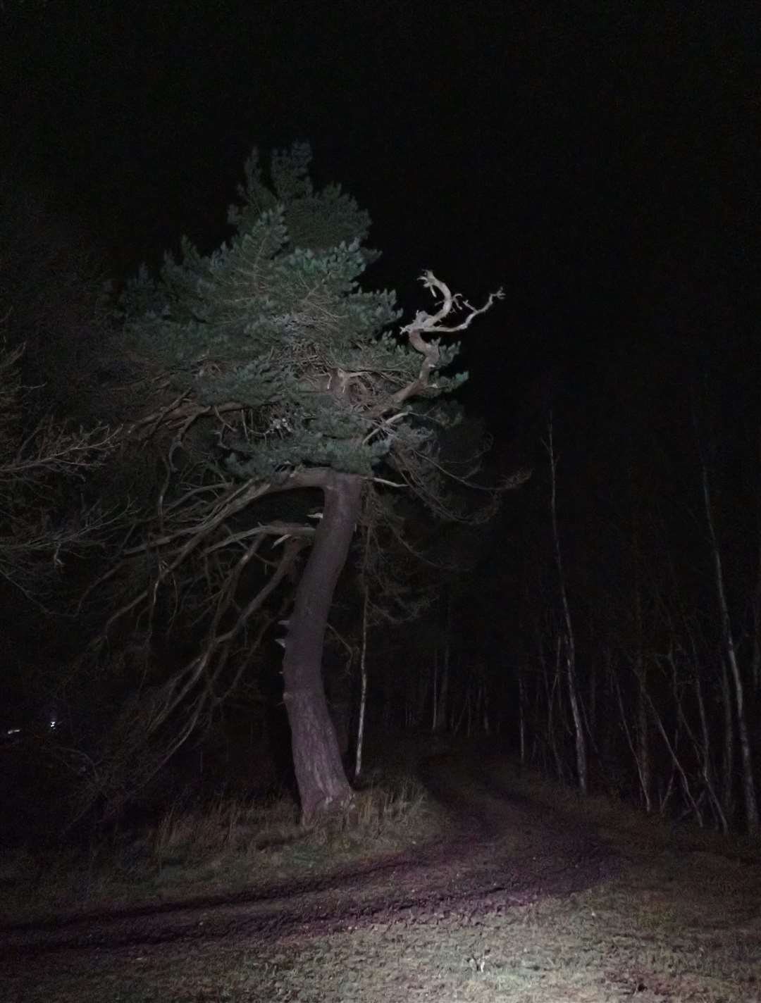 A bendy pine tree on the hairpin bend.