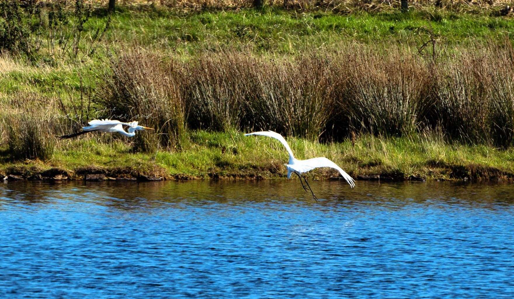 Great white egrets at the side of the loch. Picture: Wendy Sutherland