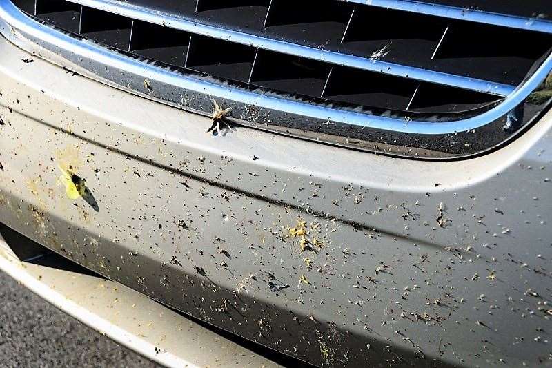 Insects and plant material on a car.