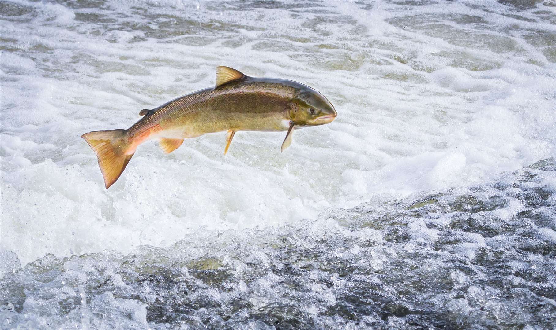 More than 90 per cent of salmon are voluntarily returned to rivers in Scotland.