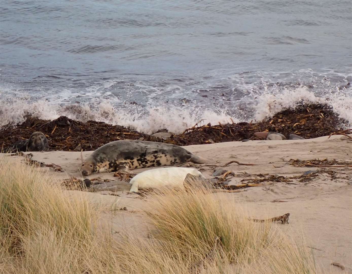 A seal and her pup on the beach.