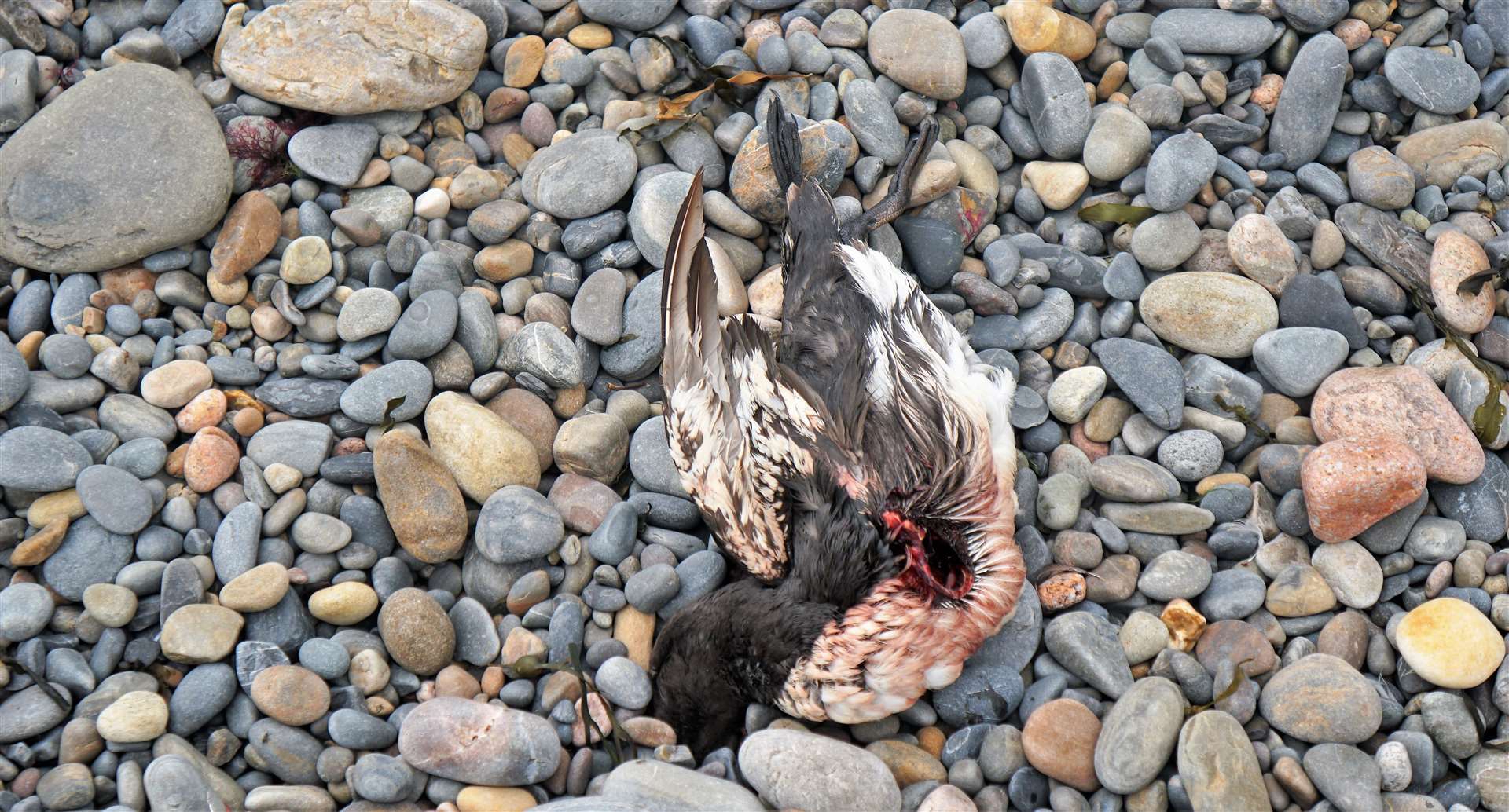 This guillemot has had its innards apparently pecked out by a scavenging bird thus spreading any disease it may have had. Picture: DGS