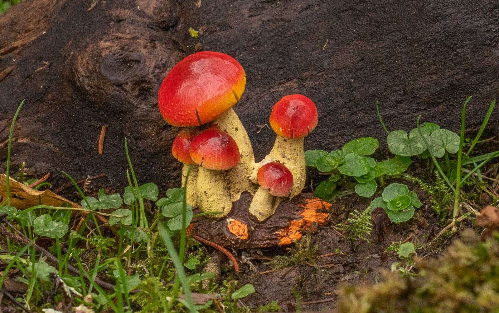 Julie Catterall focused on these fairy mushrooms in the Fairy Glen.