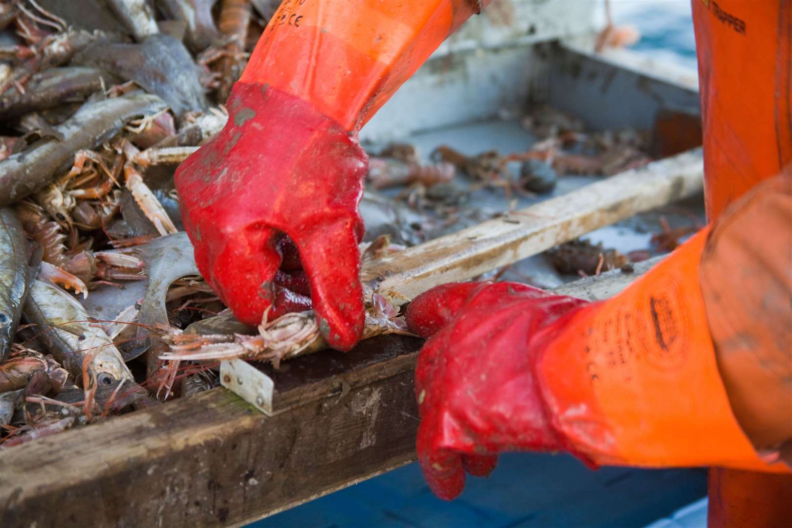 The charity said a kilo of other marine life is killed and discarded for every kilo of scampi caught (Alamy/PA)