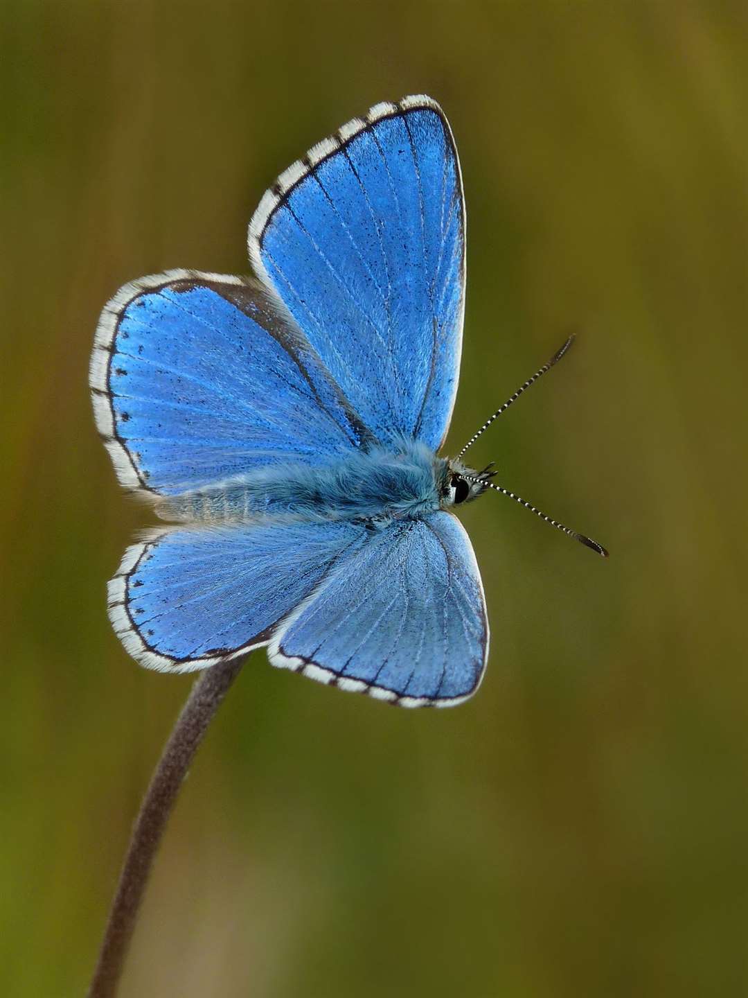 Adonis blue butterflies have been found at the Pyecombe golf course (Neil Hulme/South Down National Park Authority/PA)