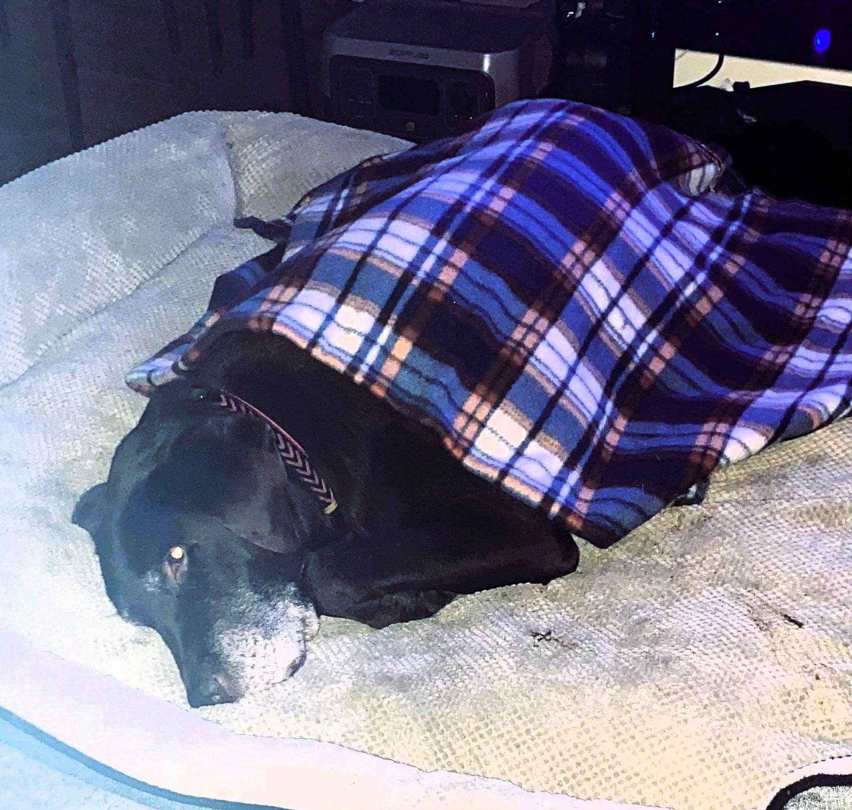 Shadow now rarely moves from his bed after taking the arthritis medication, claims his owner. Picture supplied