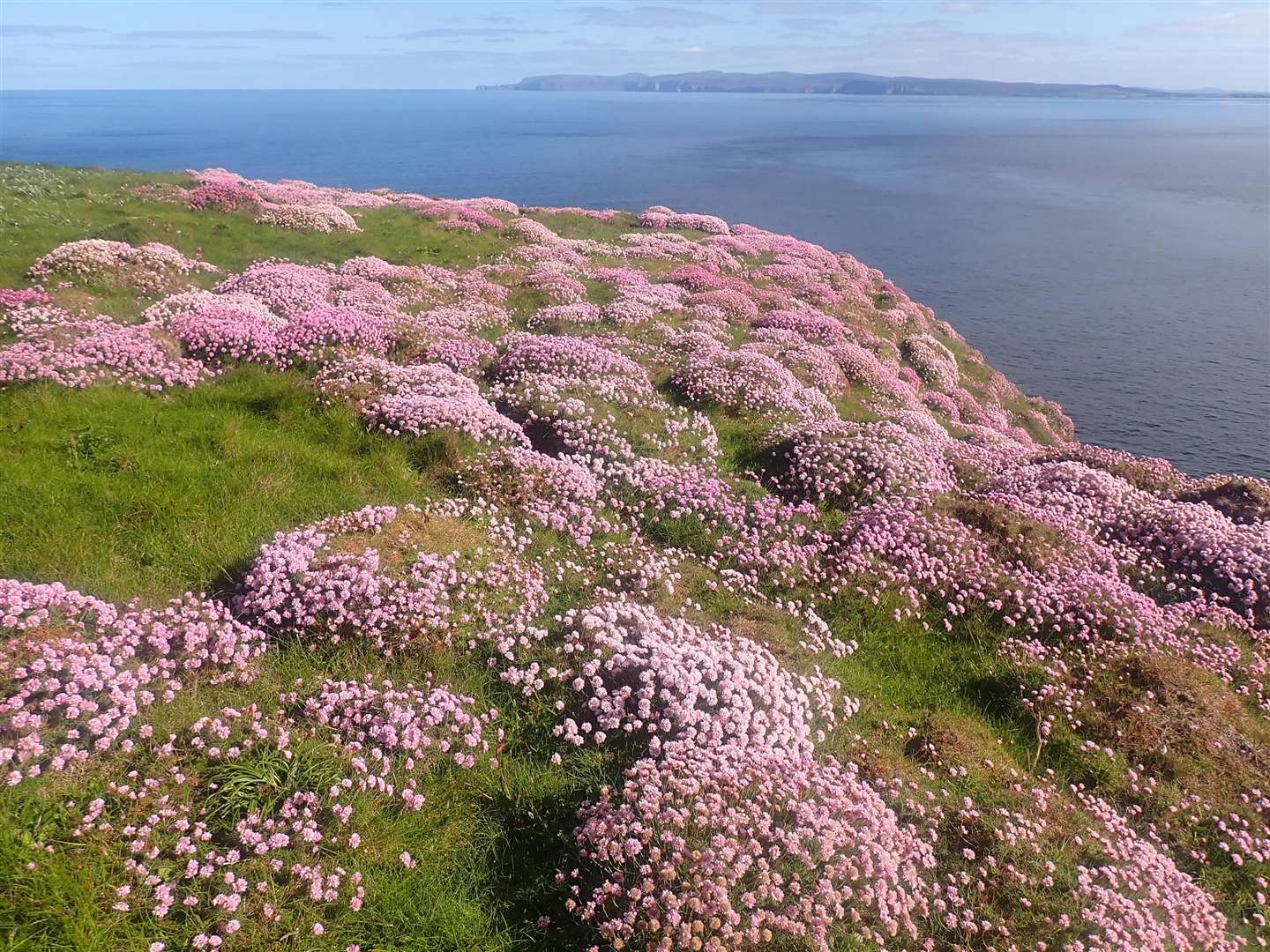 Dunnet Head thrift.