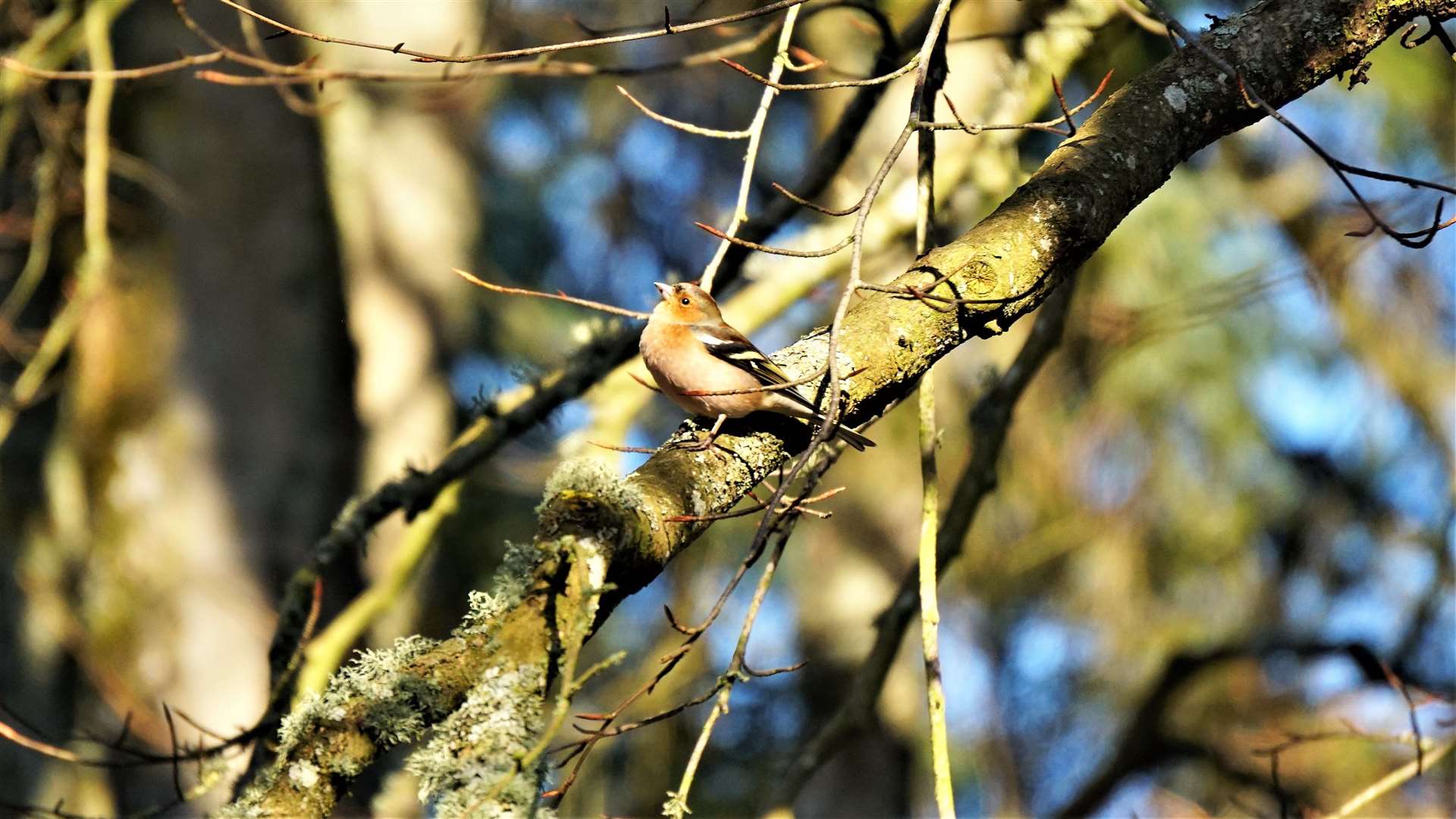 The gentle weather conditions provided a chance to spot birdlife such as this chaffinch but there was no show by the woodpecker which had recently been seen in the woods. Picture: DGS