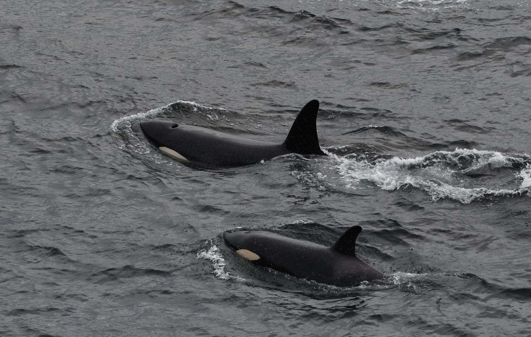 Orcas between Orkney and Caithness today. Picture: Robert Foubister