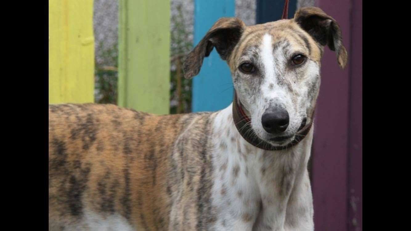 Mally the lurcher is looking for a forever home.