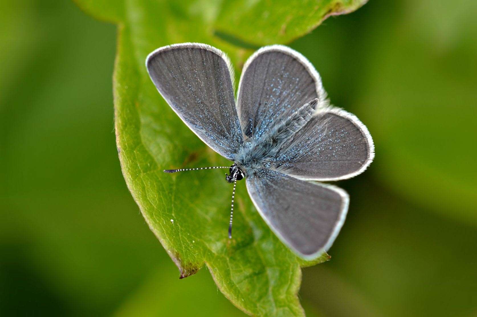 Small Blue. Picture: Andrew Cooper.