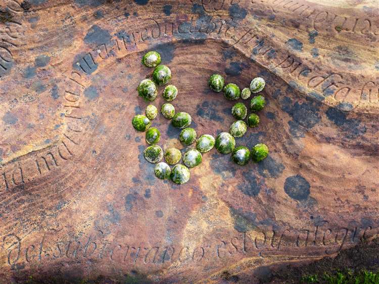 Pablo Neruda's poetry with limpets. Picture: Andrew Simpson