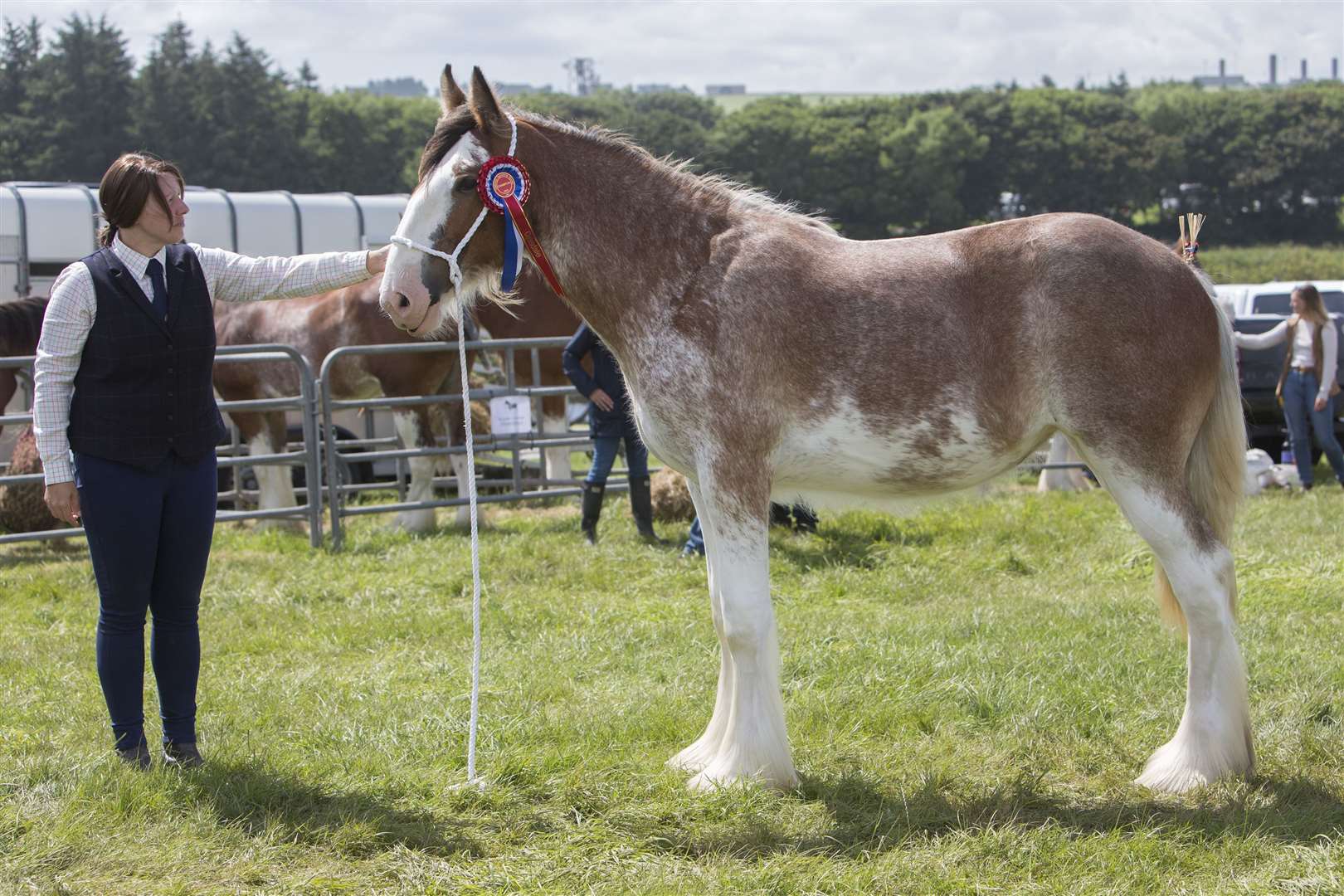 Jackie Munro with the champion Clydesdale from M W & J L Munro, Gersa Clydesdales. Gersa Lady Emma is a yearling filly that was reserve champion last year as a foal. She is out of Gersa Lady Lauren and by Collessie Monarch. Picture: Robert MacDonald / Northern Studios