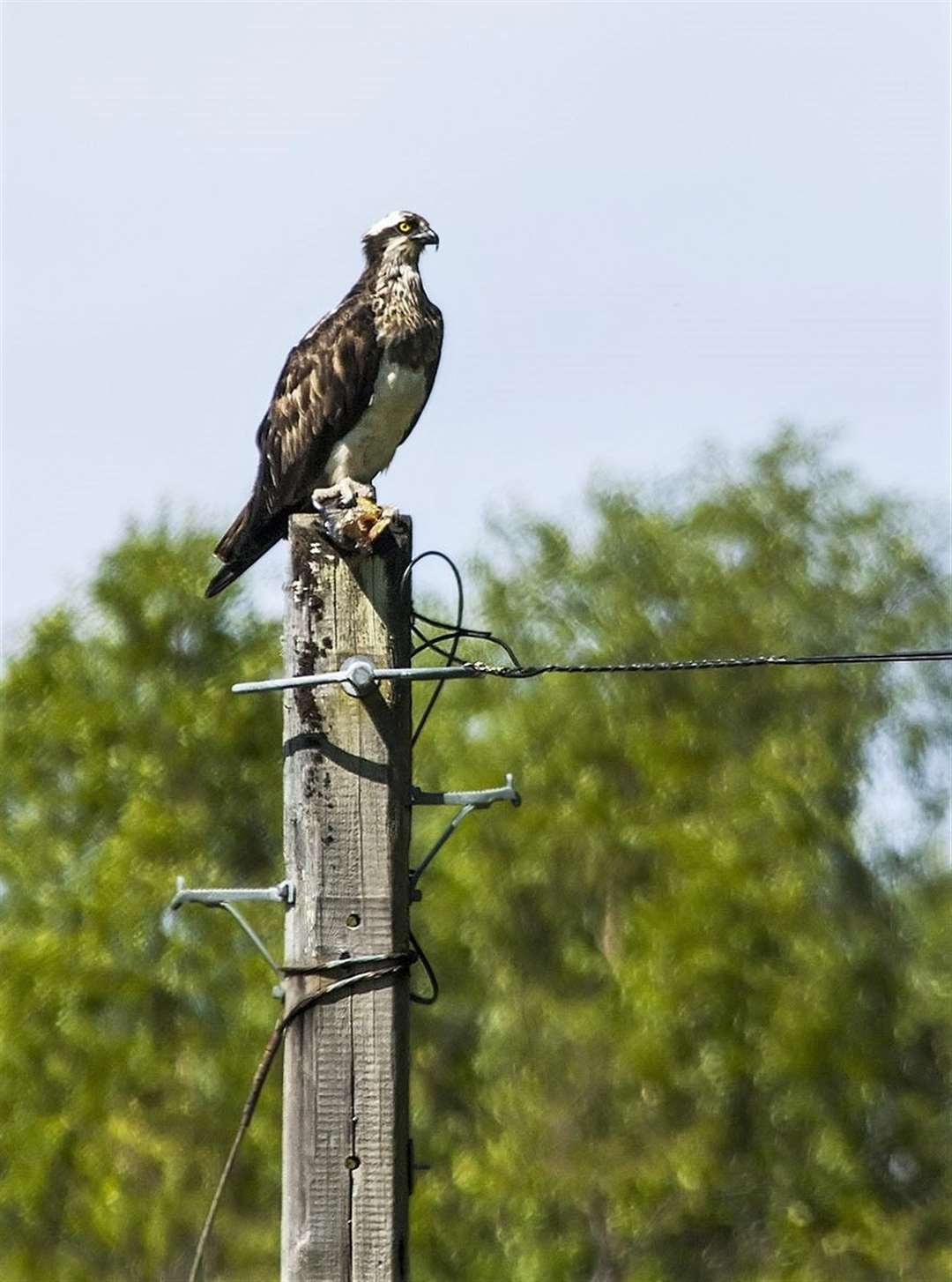 An osprey captured in an image by raptor enthusiast Rod Foster from Forss.