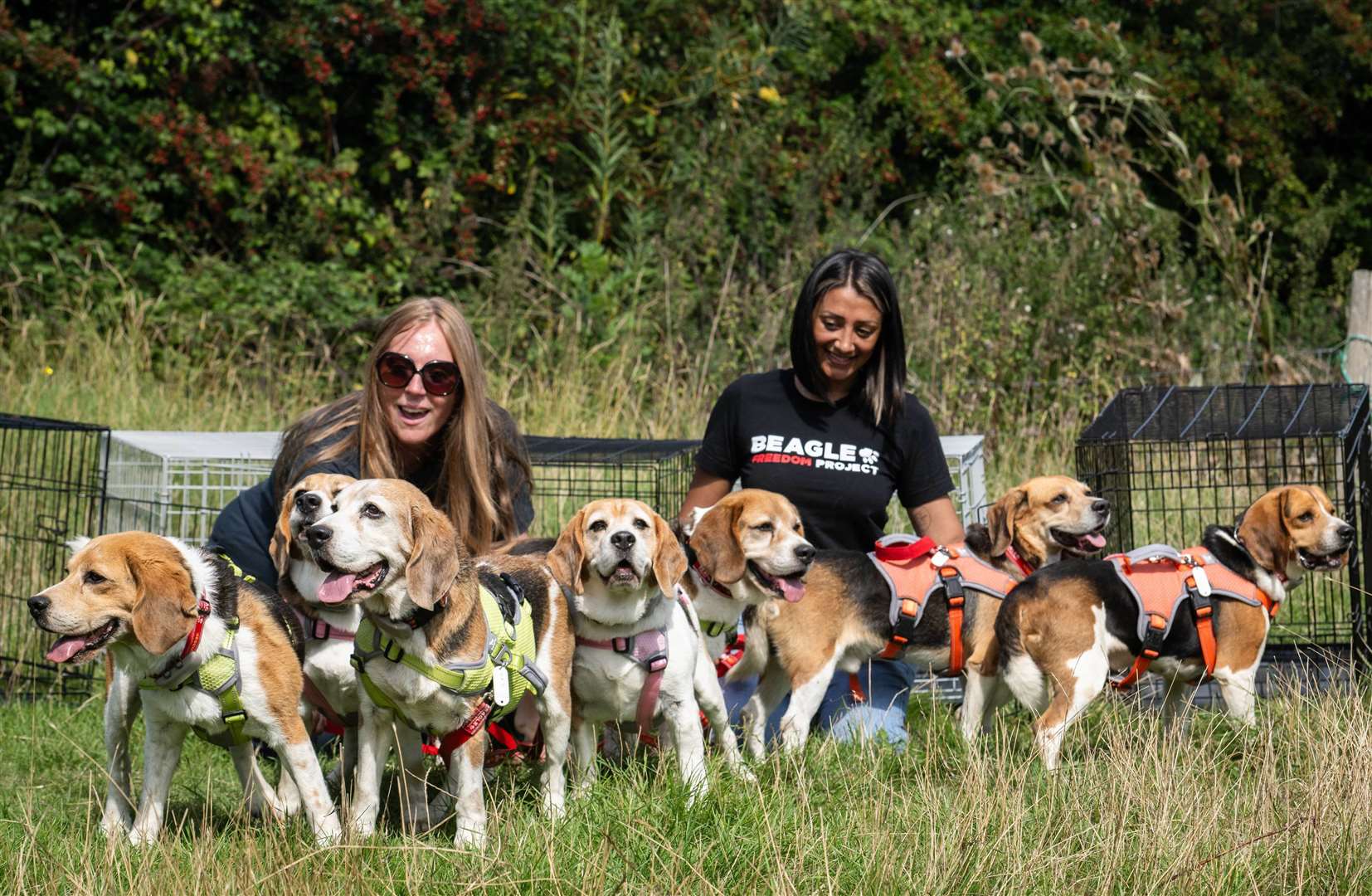 Sam Kester and Pam Ghatoray with seven beagles rescued by Beagle Freedom Project UK (John Nguyen/PA)