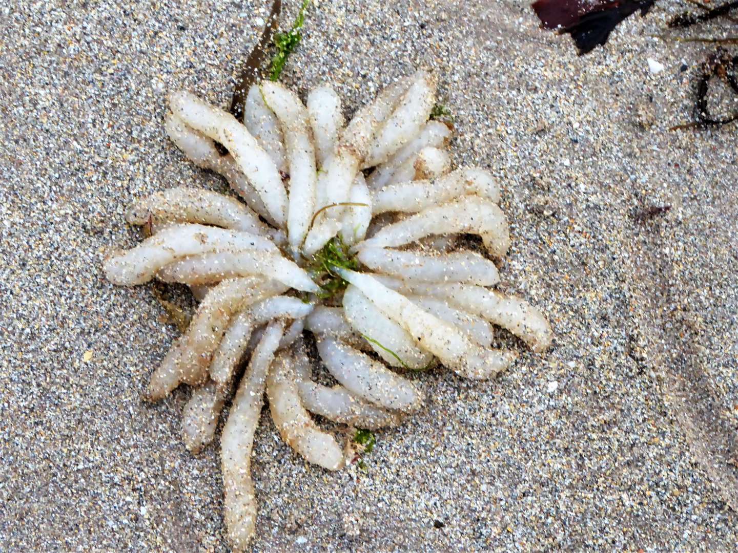 An unusual find at Reiss beach recently, squid eggs. Pictures: DGS