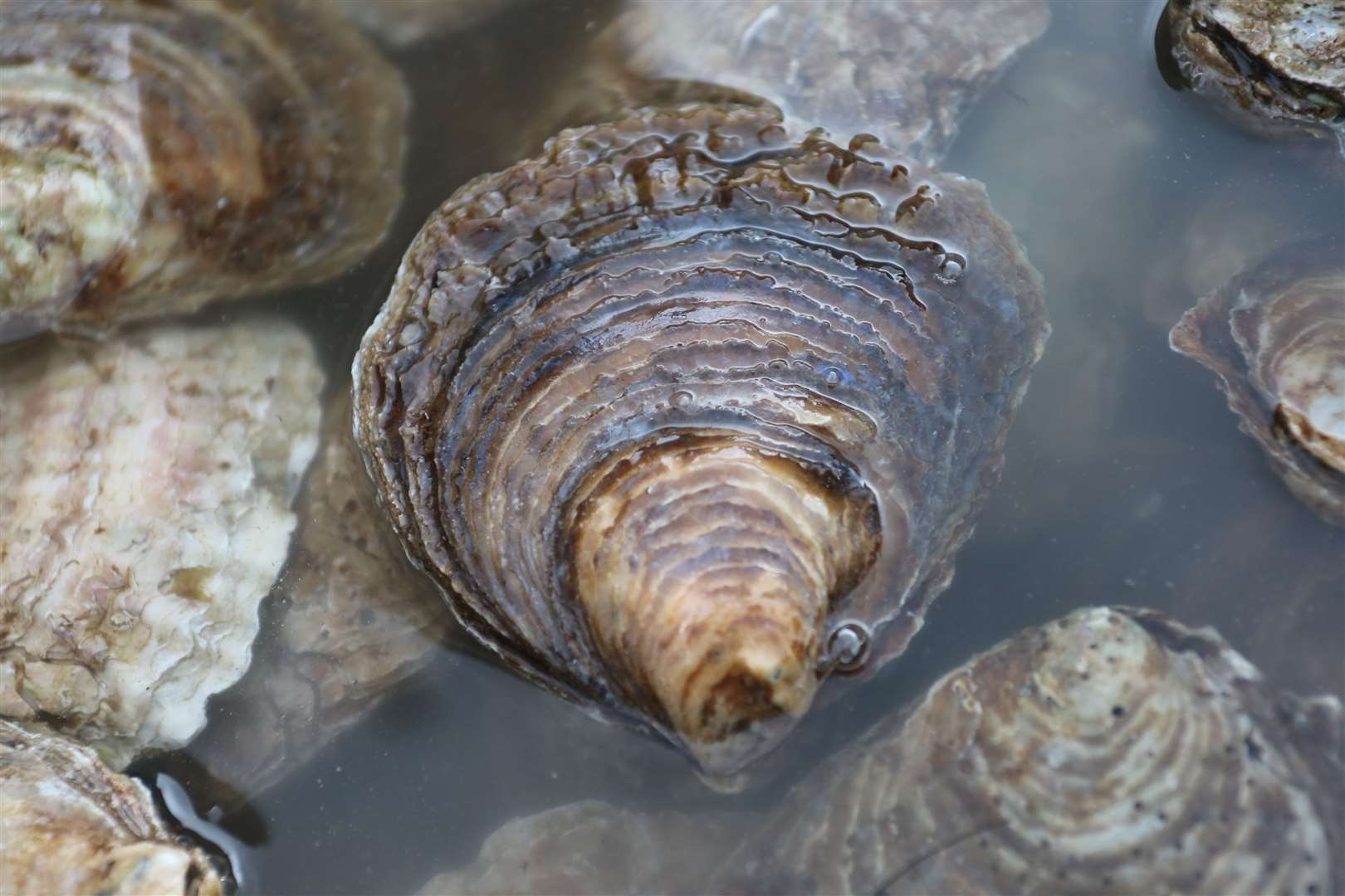 A single oyster can filter more than 200 litres of water a day (ZSL/PA)