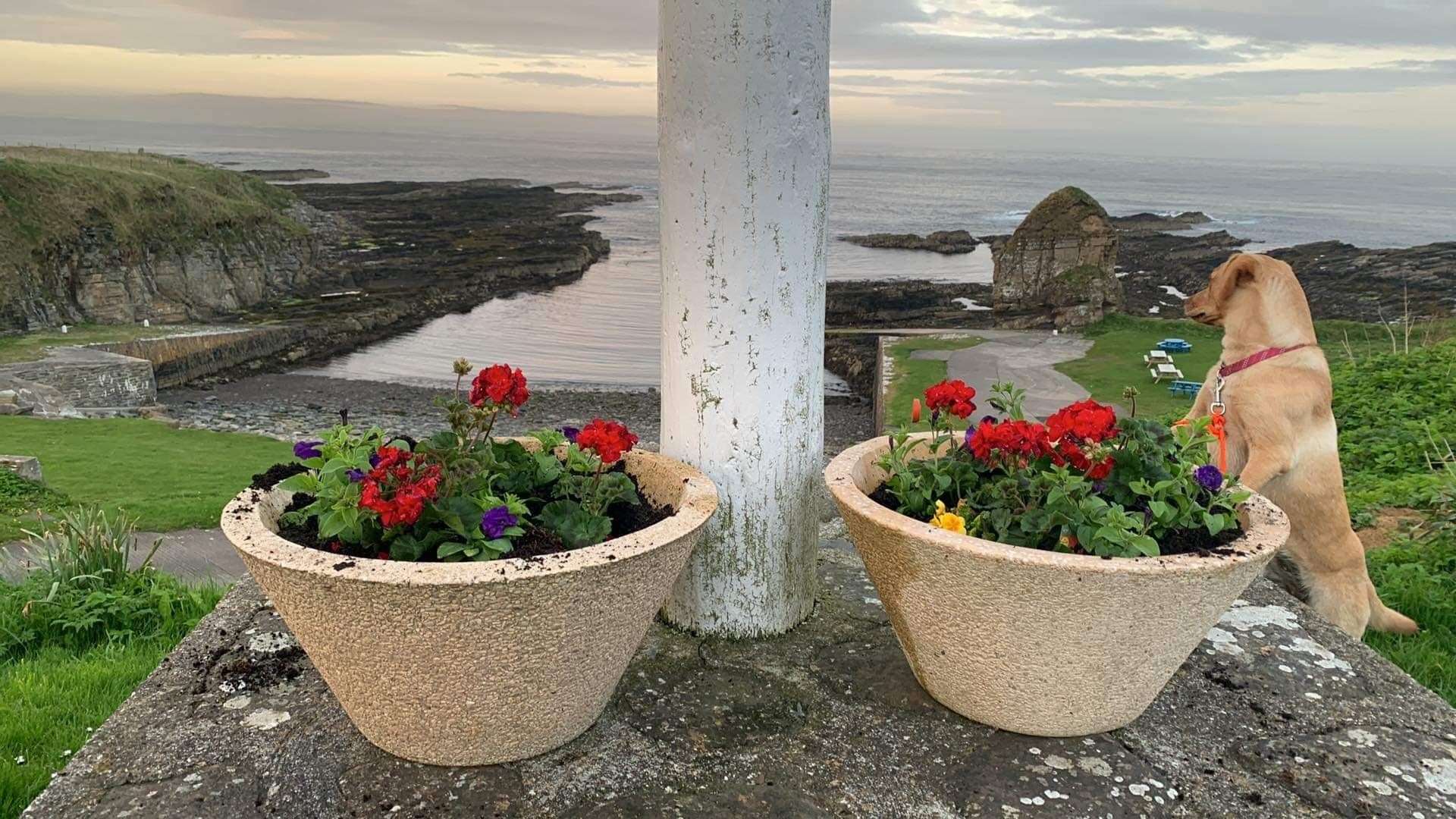Coronation planting above Staxigoe harbour.