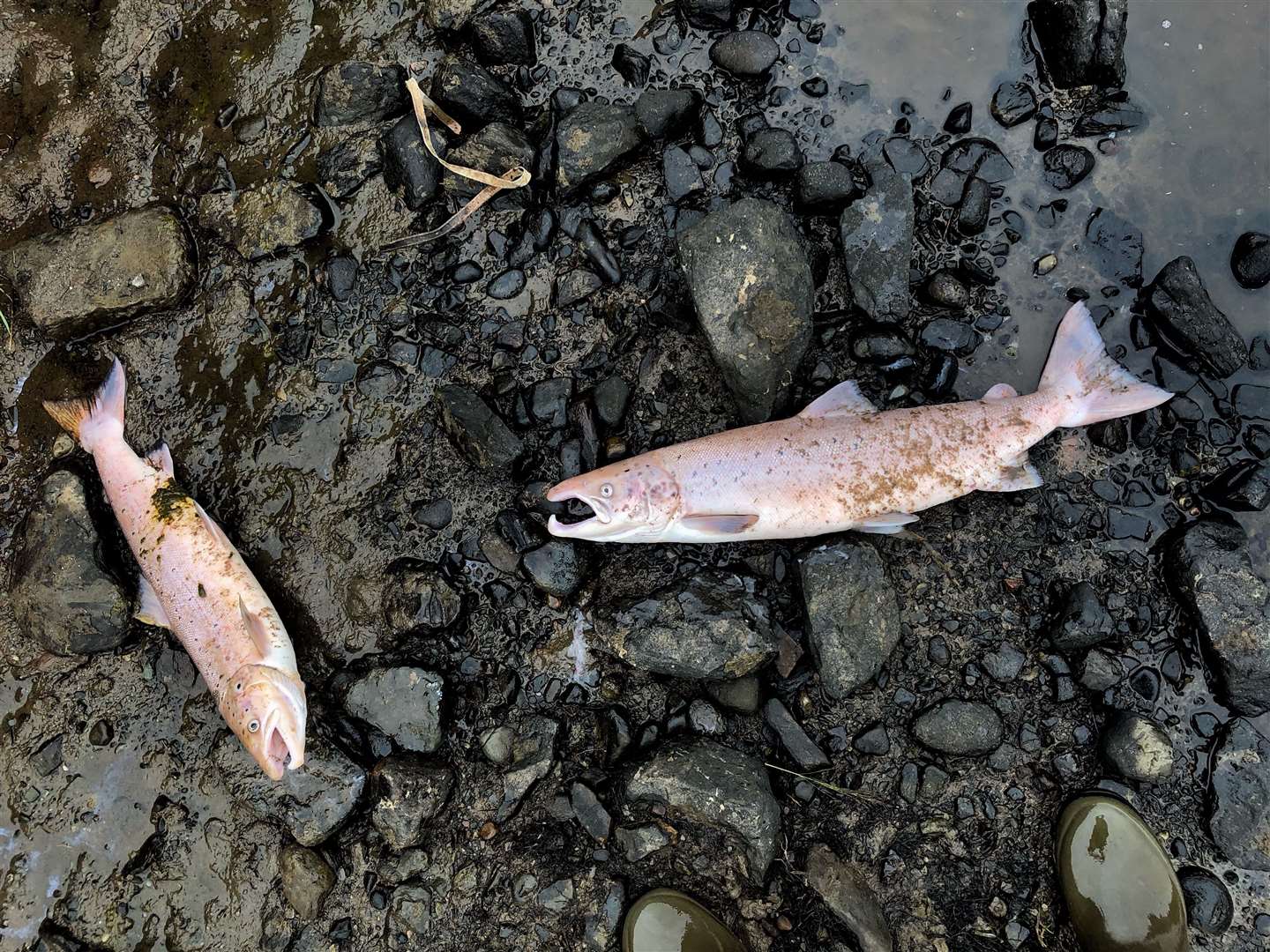 SEPA officers are working with local partners to determine what caused the fish to die and say current evidence suggests the water poses no risk to the public.
