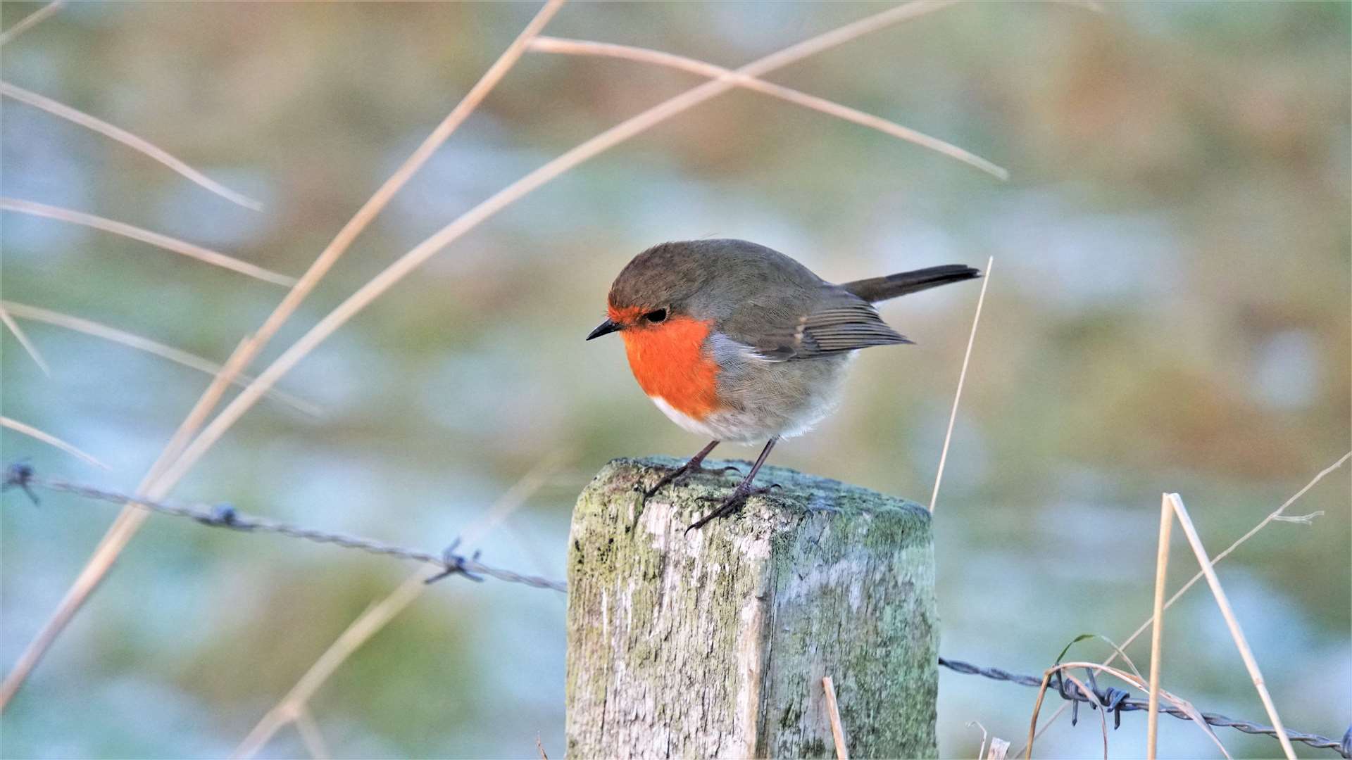 The robin was the second most commonly seen bird in last year's count. Picture: DGS