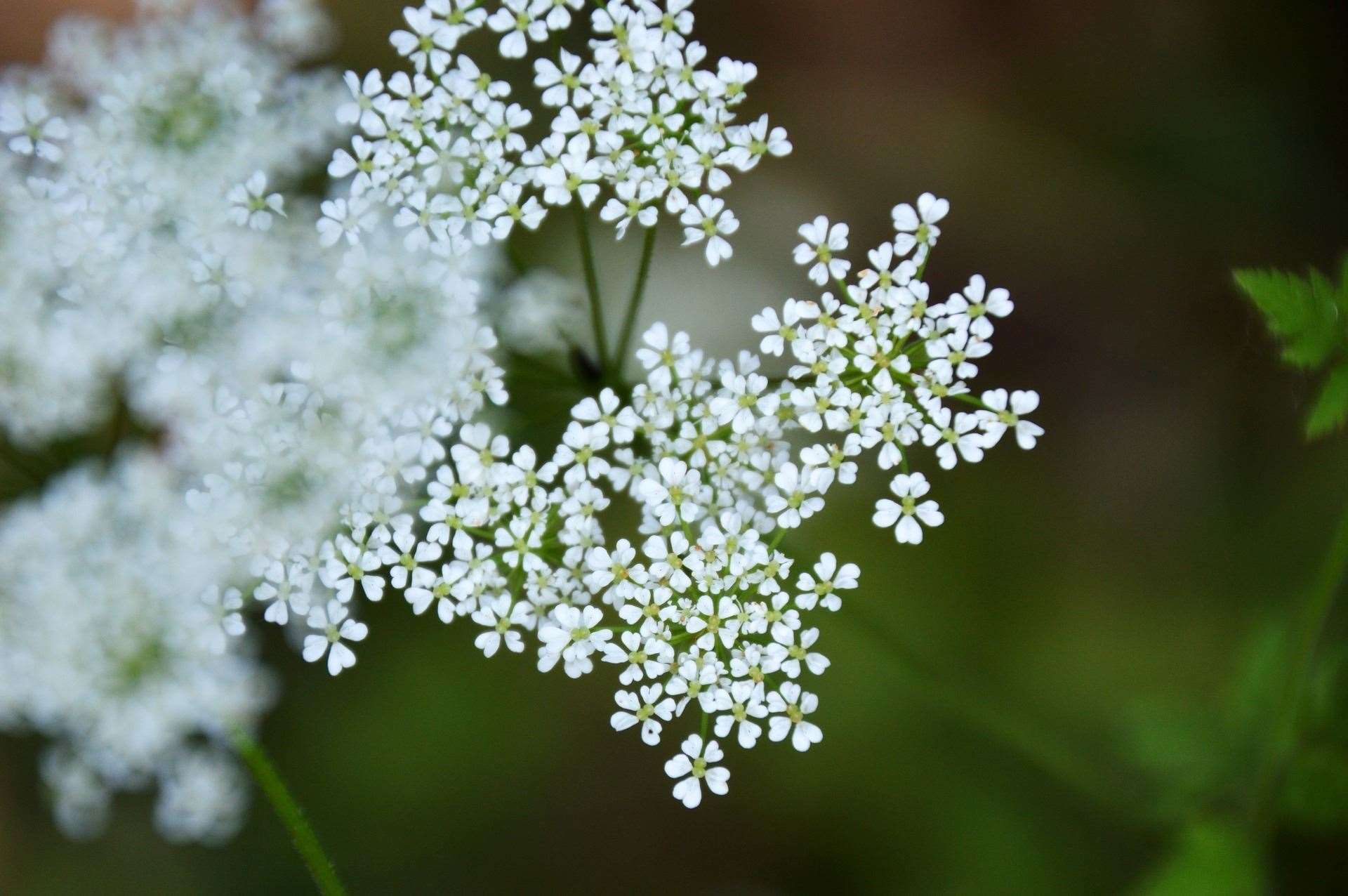 Sweet cicely.