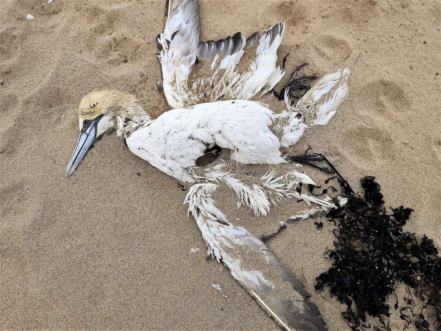 Another gannet carcass lying on Dunnet beach that is believed to be a victim of avian flu.