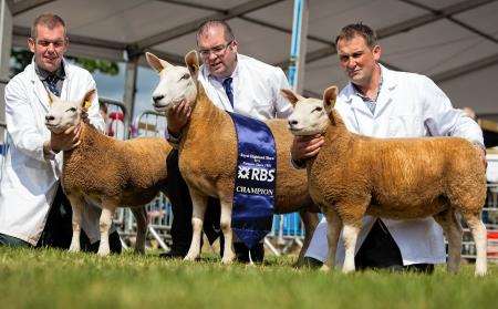Brothers Kenneth and Stephen Sutherland with their Royal Highland commercial champions, along with Johnnie Campbell, of Bardnaclavan Farm, by Thurso.