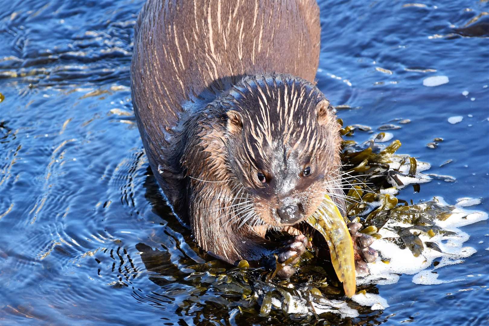 An otter captured on the Wick River by Noel Donaldson.