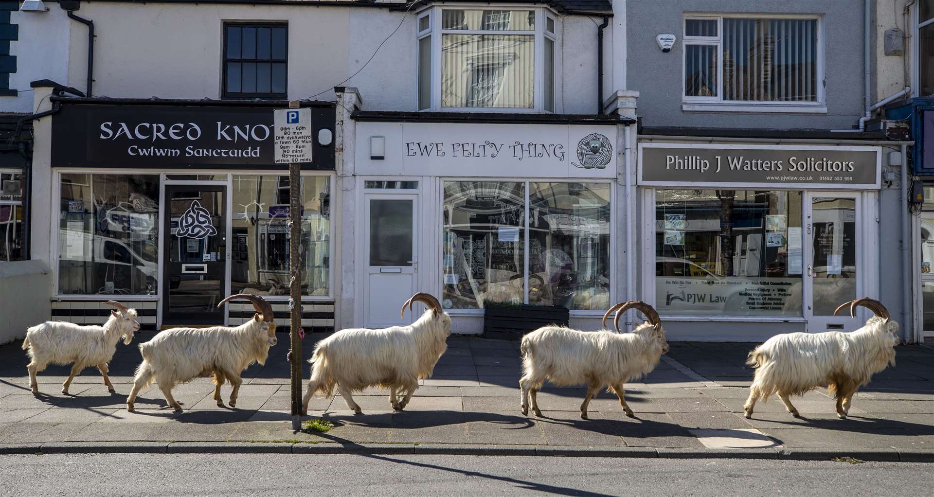 A herd of goats taking advantage of quiet streets near Trinity Square, in Llandudno